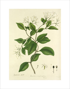 'Jasminum gracile'