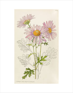'Chrysanthemum Rubellum'