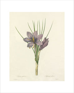 Crocus sativus : Safran cultive