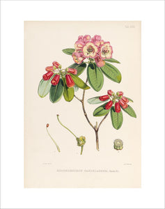 'Rhododendron candelabrum'