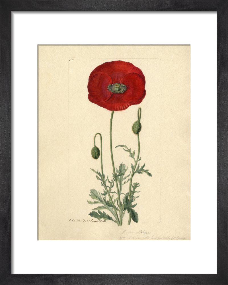 Papaver rhoeas – RHS Prints