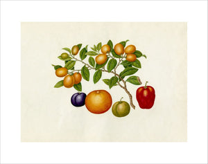 Fortunella margarita, Annona reticulata, Prunus domestica, Citrus sinensis