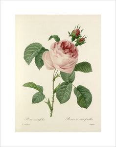 Rosa centifolia : Rosier à cent feuilles
