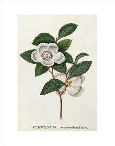 'Stewartia malecodendron'