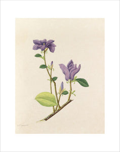 'Magnolia' [Magnolia liliiflora]