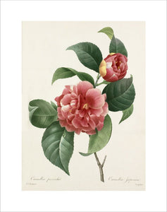 Camellia panache