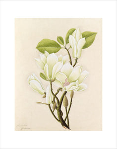 'Magnolia conspicua' [Magnolia denudata]