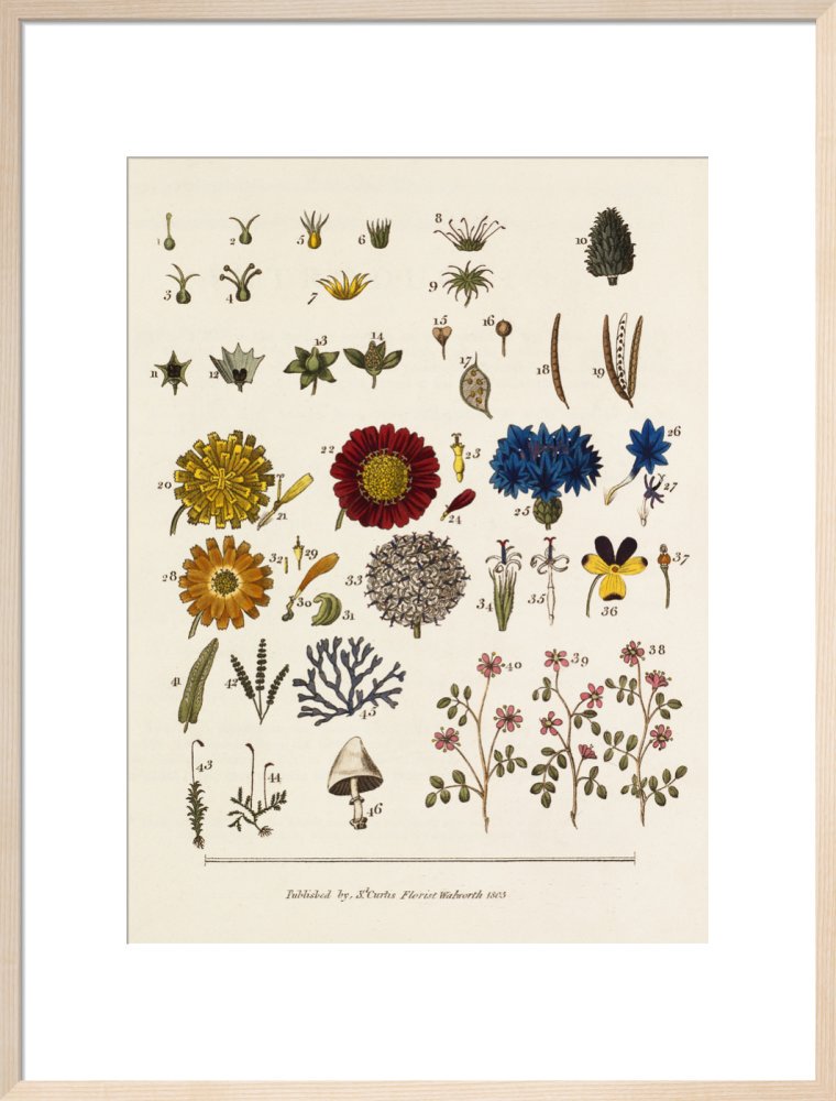 Linnaean classification – RHS Prints