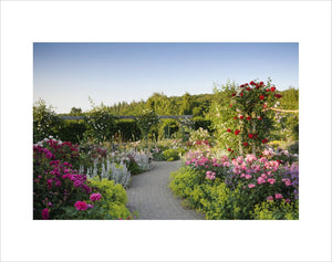 The Shrub Rose Garden in summer at RHS Garden Rosemoor.