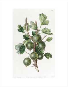 The Early Green Hairy Gooseberry