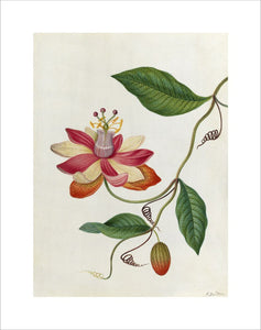 'Monier's Passion Flower'
