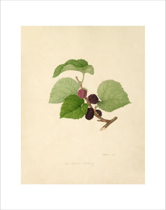 The Black Mulberry