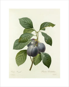 Prune Royale : Prunus Domestica