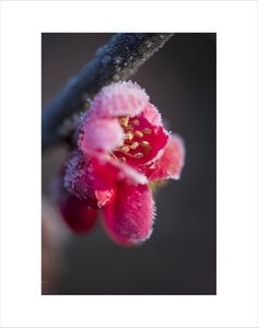 Chaenomeles speciosa flowers covered with frost