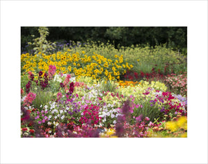 Floral Fantasia bedding display at RHS Garden Hyde Hall