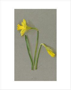 'Narcissus ajax nanus'