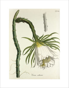 'Cereus setaceus'