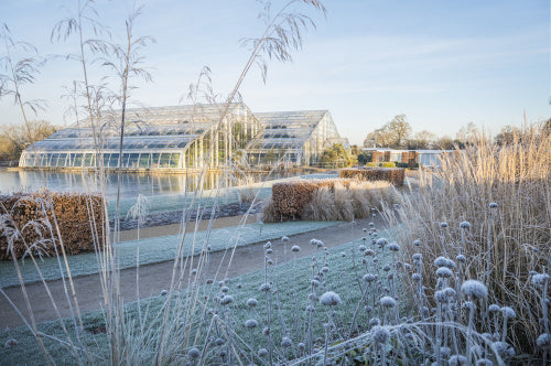 Glasshouse borders in Winter, RHS Wisley Garden