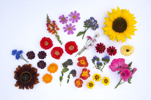 Annual plants for Pollinators