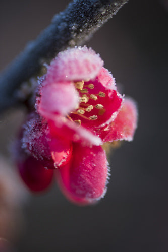 Chaenomeles speciosa flowers covered with frost