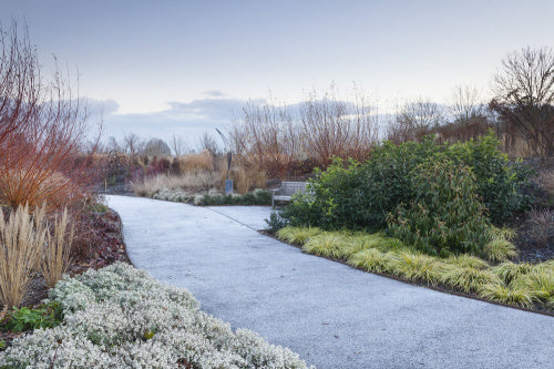 The Winter Garden with frost on the path, RHS Garden Hyde Hall. December 2018.