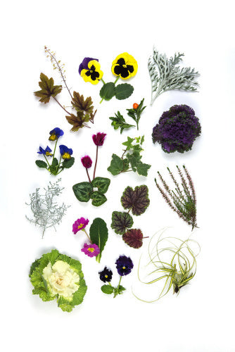 A plate of Winter Bedding