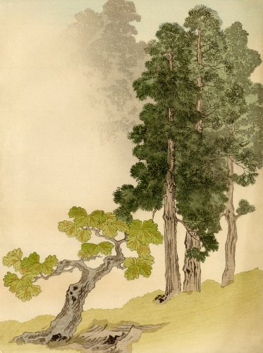 Japanese conifers and trees