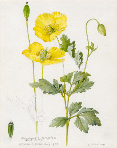 Meconopsis cambrica. Welsh Poppy
