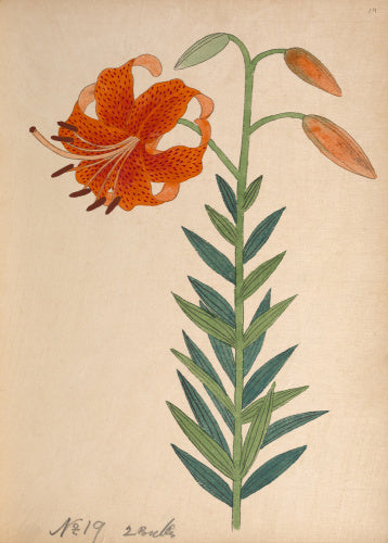 Lilium leichtlinii var. maximowiczii