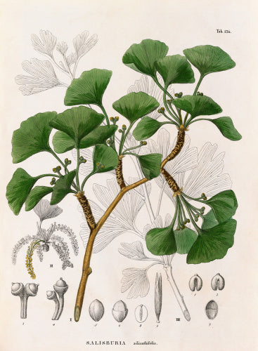 Salisburia adianthifolia