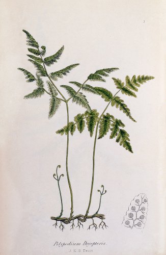Polypodium dryopteris
