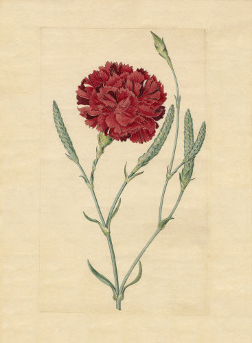 Wheatear carnation