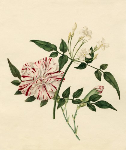 Dianthus caryophyllus 'Scarlet Flake' : Jasminum officinale