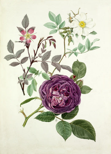 Rosa glauca, Rosa fedtschenkoana, Rosa 'Reine des violettes'