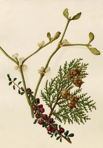 Cotoneaster microphyllus, Platycladus orientalis, Viscum album