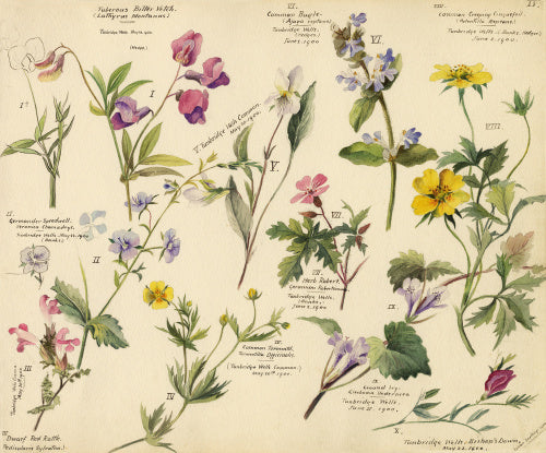 Wildflower composite – RHS Prints