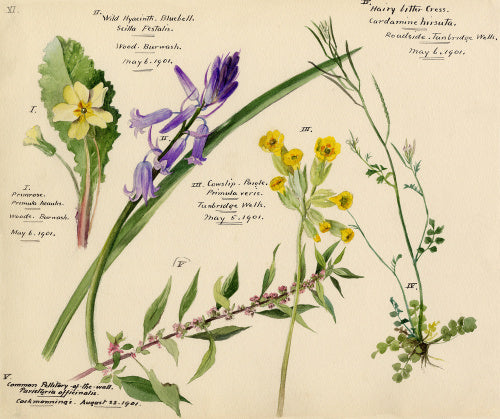 Wildflower composite – RHS Prints