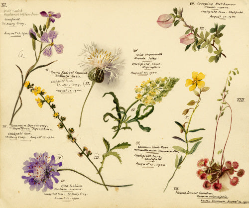 Wildflower composite – RHS Prints