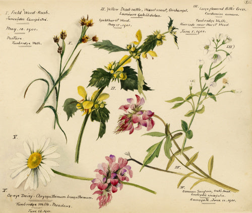 Wildflower composite – RHS Prints