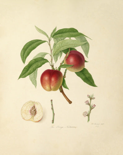 The Elruge Nectarine