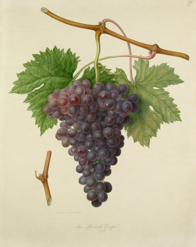 The Poonah Grape