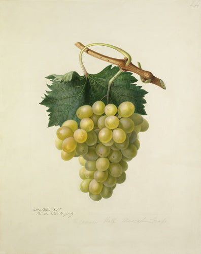 The Cannon Hall Muscat Grape