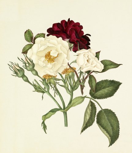 Rosa moschata, Rosa gallica 'Tuscany'