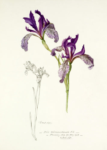 'Iris missouriensis'