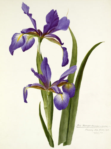 'Iris monspur'