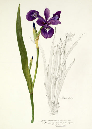 'Iris versicolor Fosteri'