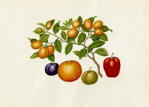 Fortunella margarita, Annona reticulata, Prunus domestica, Citrus sinensis