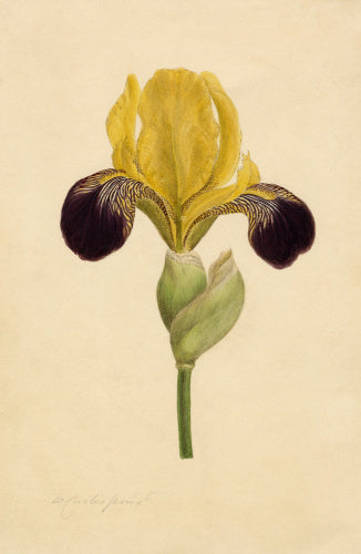 Iris 'Vandewill'