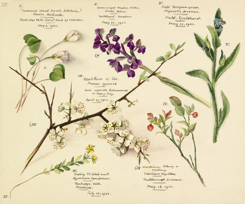Wildflower composite – RHS Prints