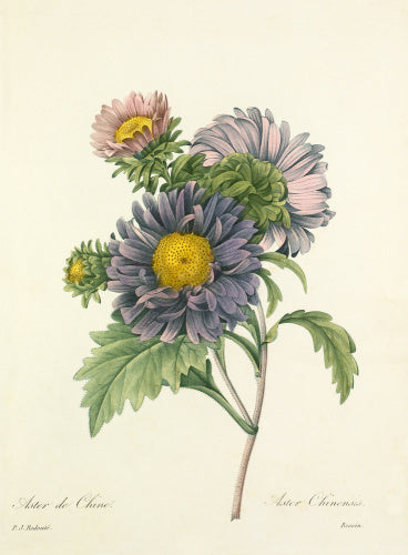 Aster de Chine : Aster Chinensis